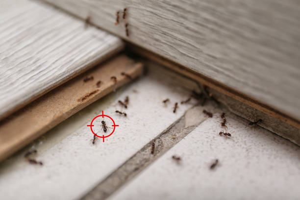 Best Affordable Pest Control Services  in Powell, OH