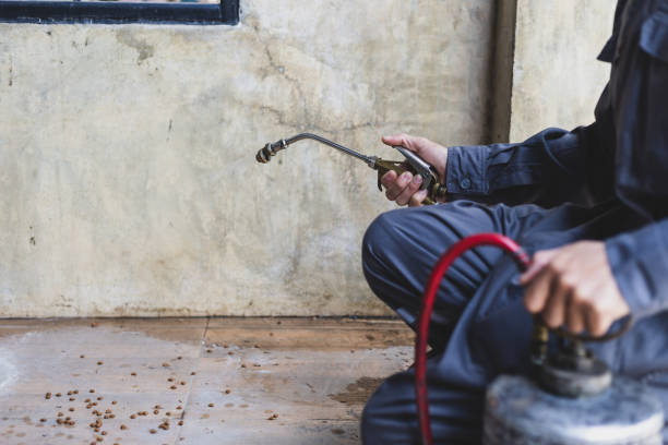 Best Wasp Removal Services  in Powell, OH